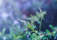 没有曼联和切尔西的欧联杯和欧会杯索然无味丨记者观察